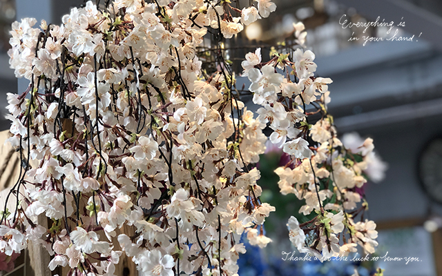 春と言えば桜！室内でできちゃうエア花見！/デコプラス