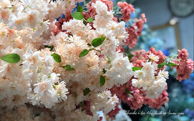 春と言えば桜！室内でできちゃうエア花見！/デコプラス