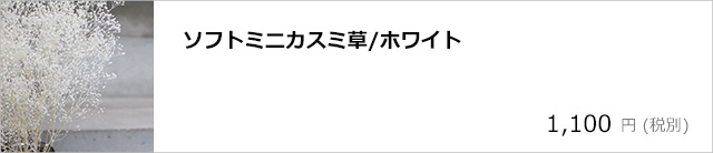 ソフトミニカスミ草・ホワイト/デコプラスオンラインショップ