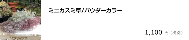 ミニカスミ草・パウダーカラー/デコプラスオンラインショップ